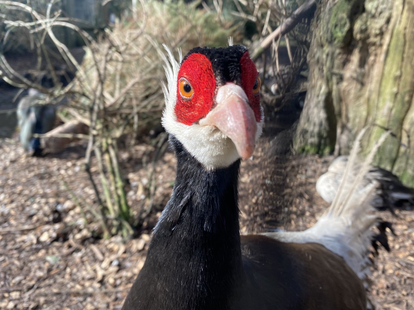 Brown-eared pheasant 250222