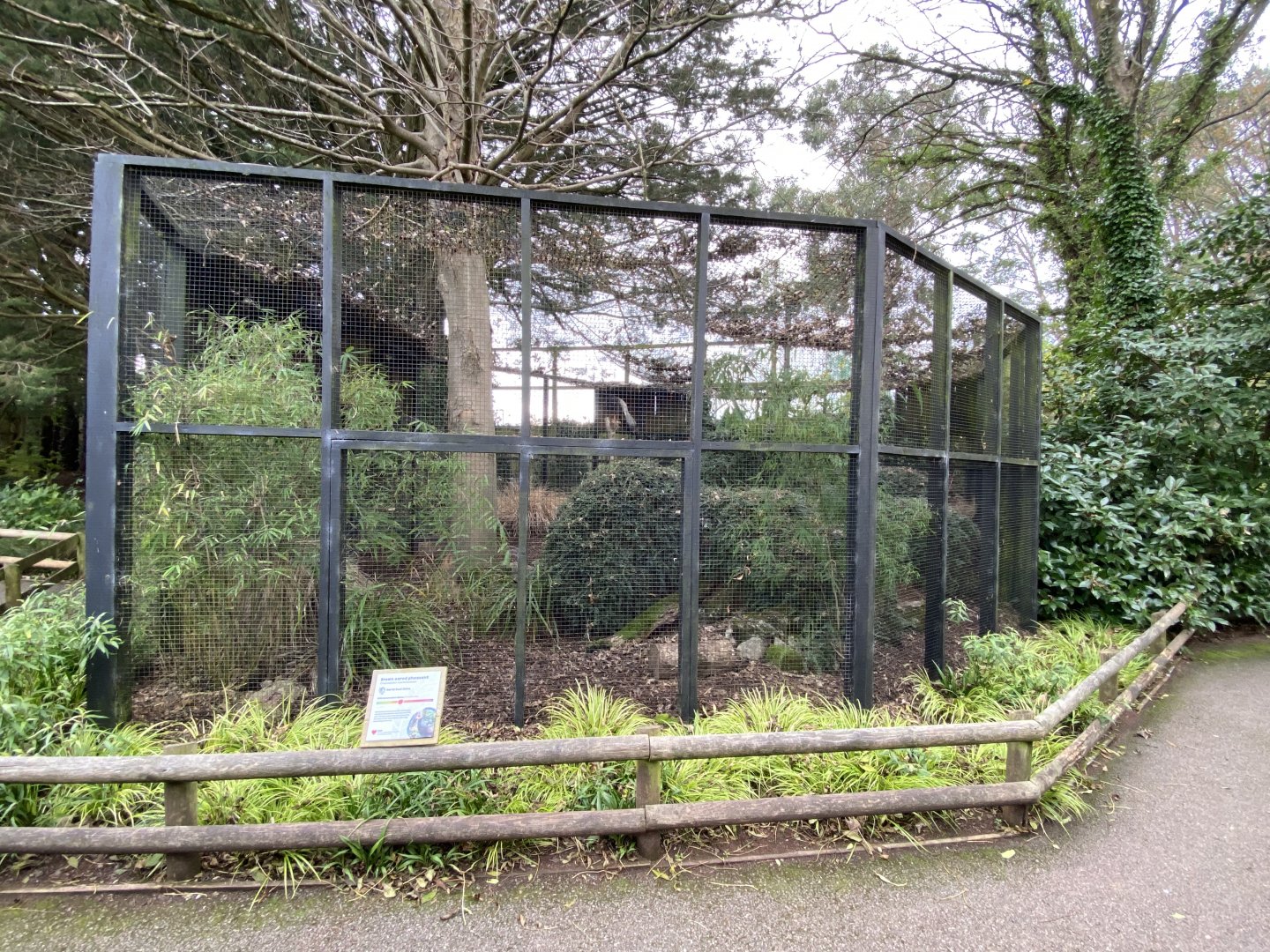 Brown-eared pheasant aviary 201121