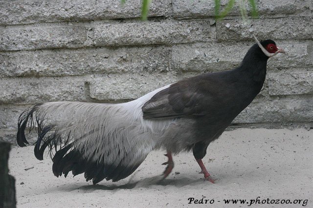 Brown eared-pheasant (Crossoptilon mandchurikum)