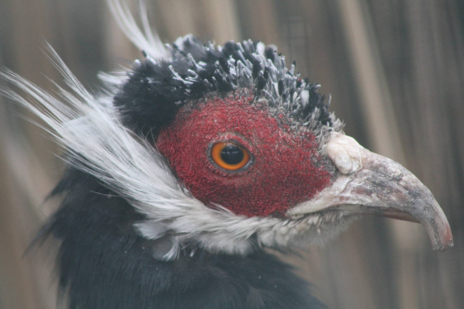 Brown-eared Pheasant (Crossoptilon mantchuricum) 1-0