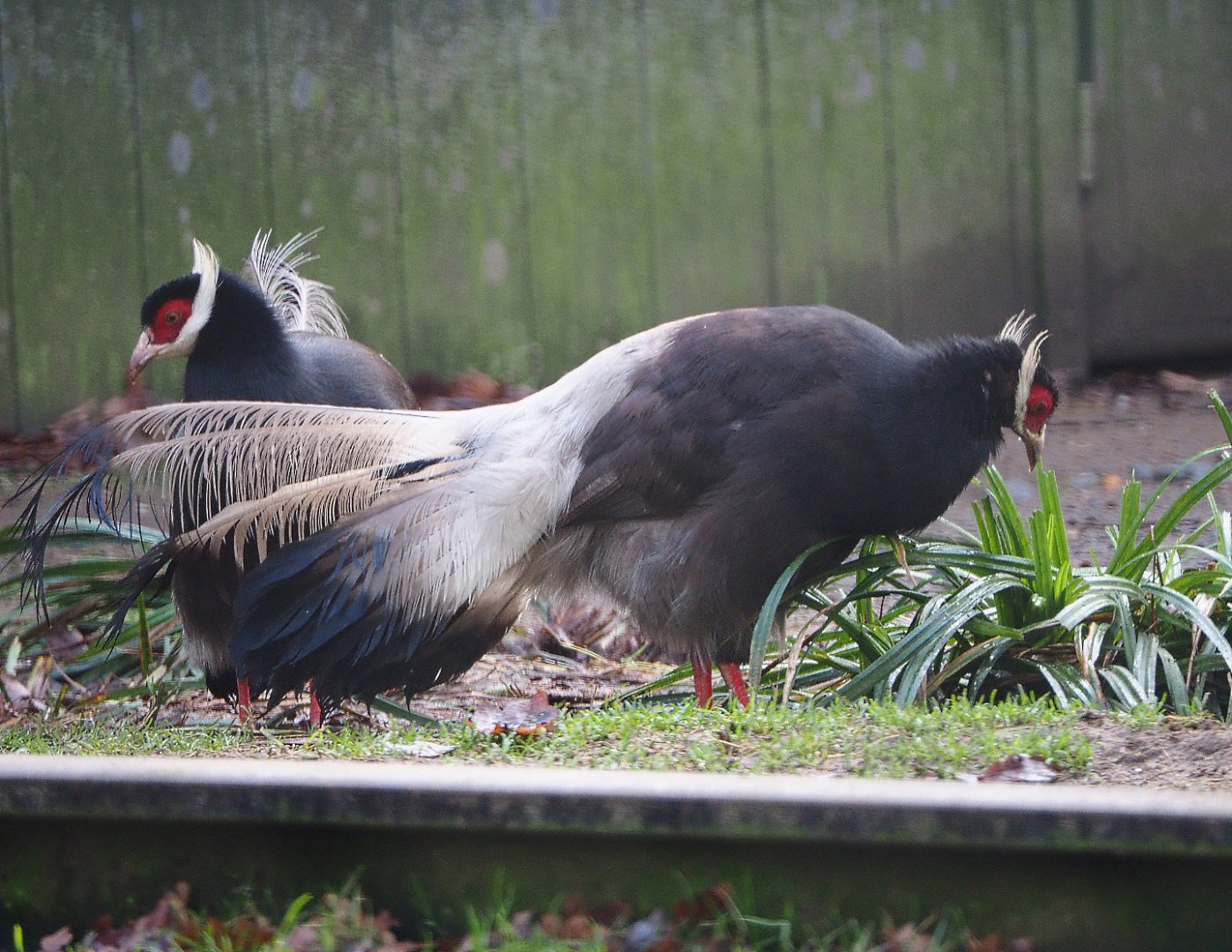 Brown eared pheasant (Crossoptilon mantchuricum), 2019-12-28
