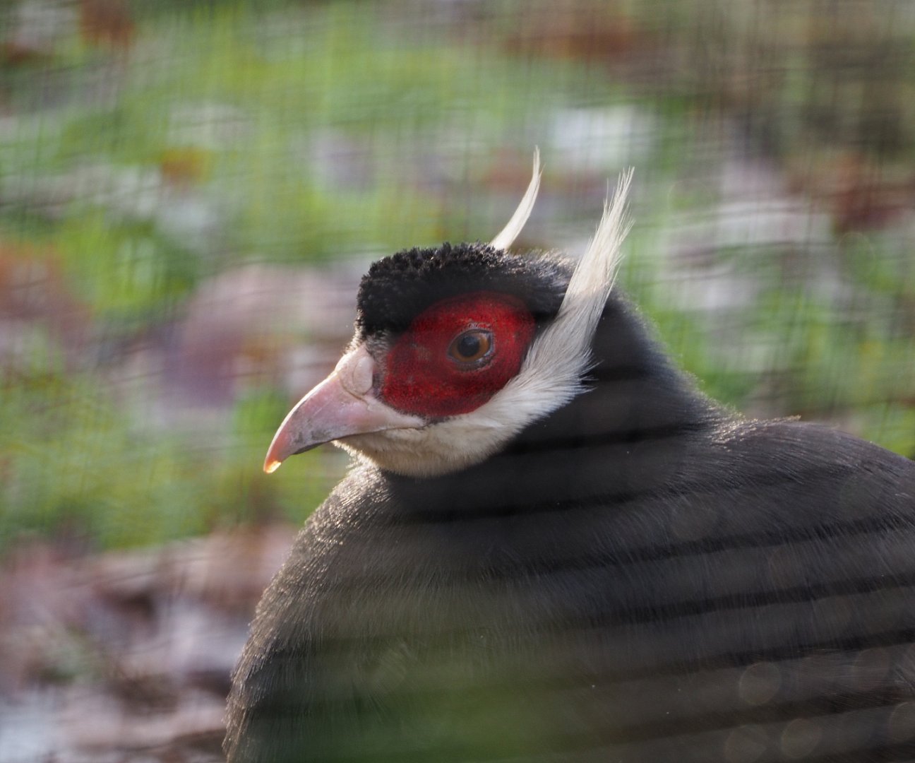 Brown eared pheasant (Crossoptilon mantchuricum), 2019-12-28