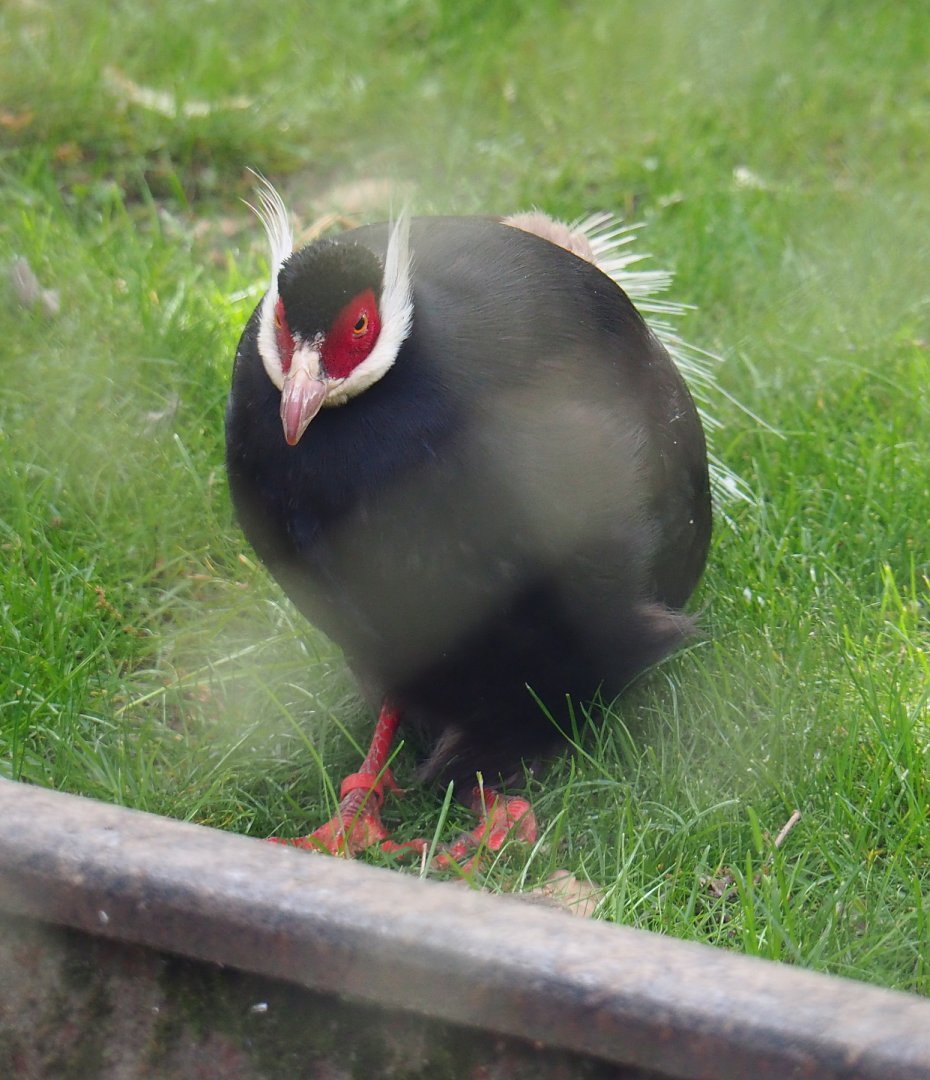 Brown eared pheasant (Crossoptilon mantchuricum), 2020-05-23