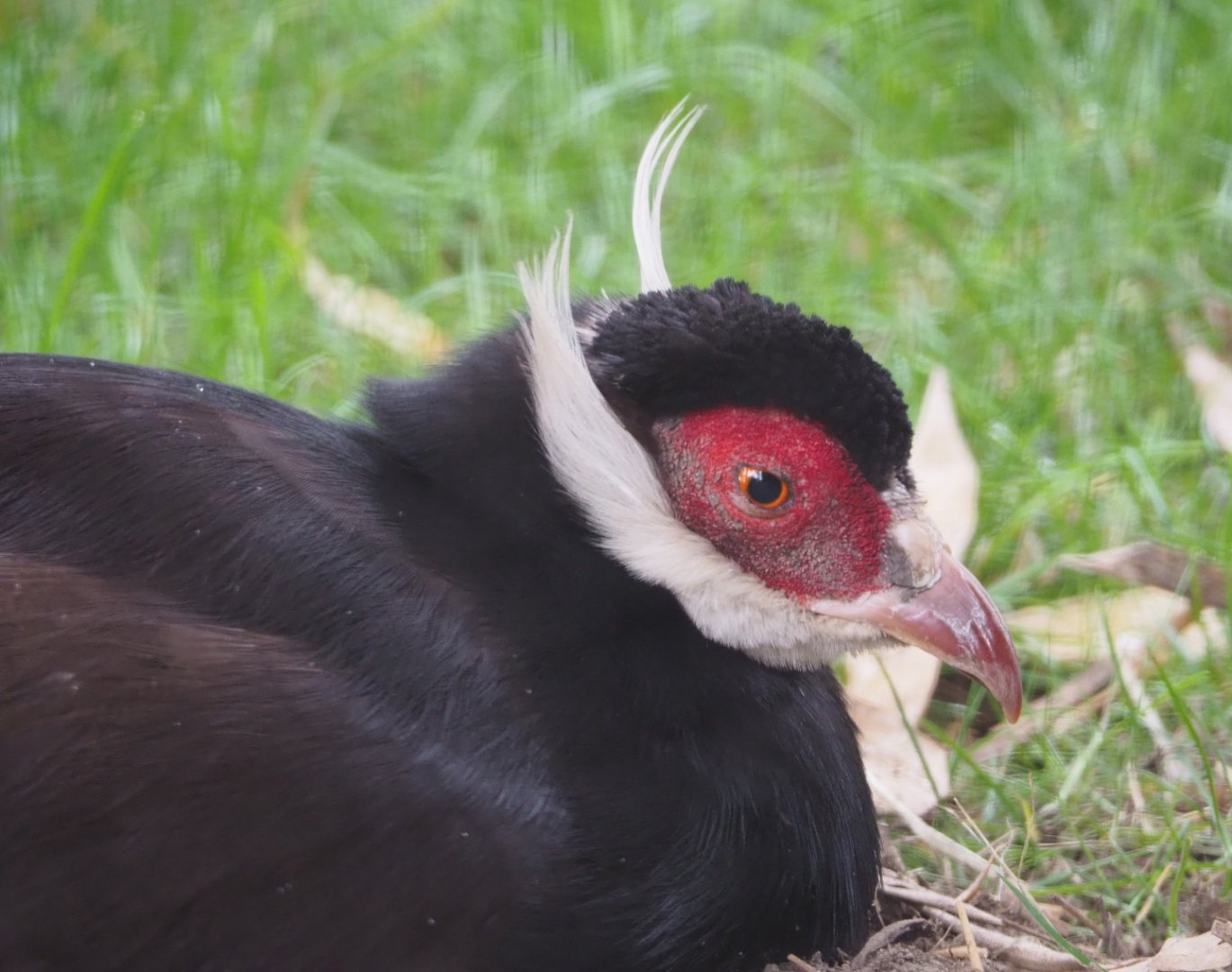 Brown eared pheasant (Crossoptilon mantchuricum), 2020-07-14