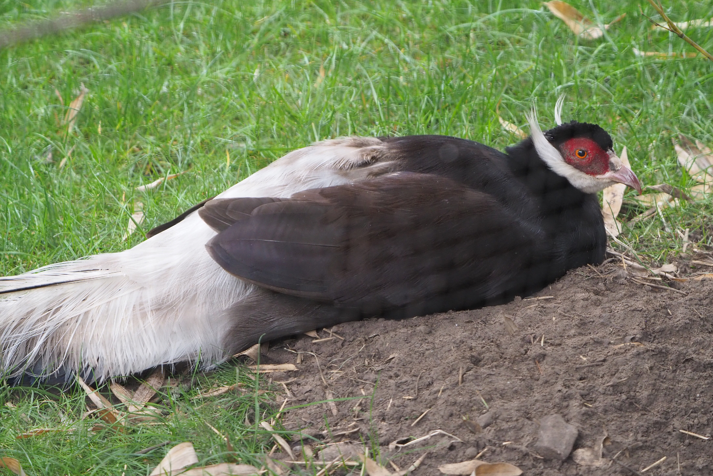 Brown eared pheasant (Crossoptilon mantchuricum), 2020-07-14