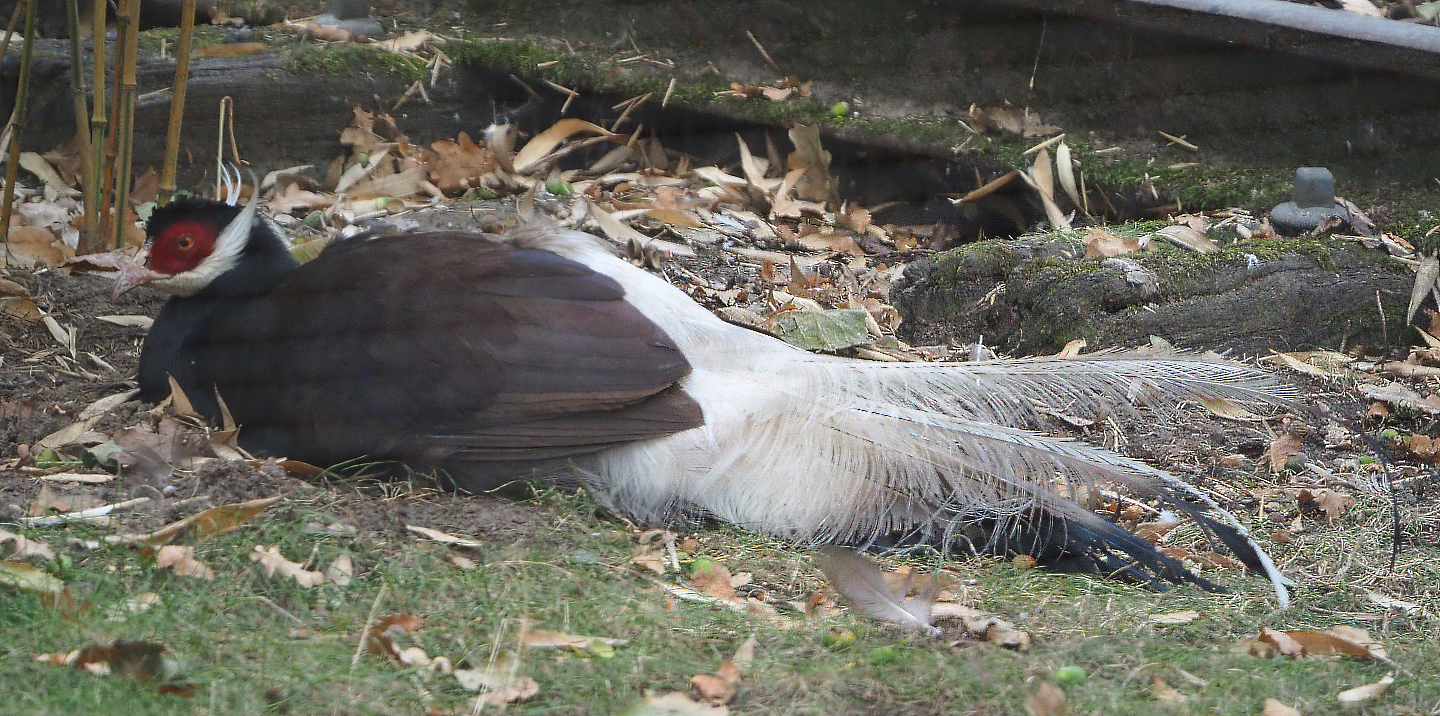 Brown eared pheasant (Crossoptilon mantchuricum), 2020-08-15