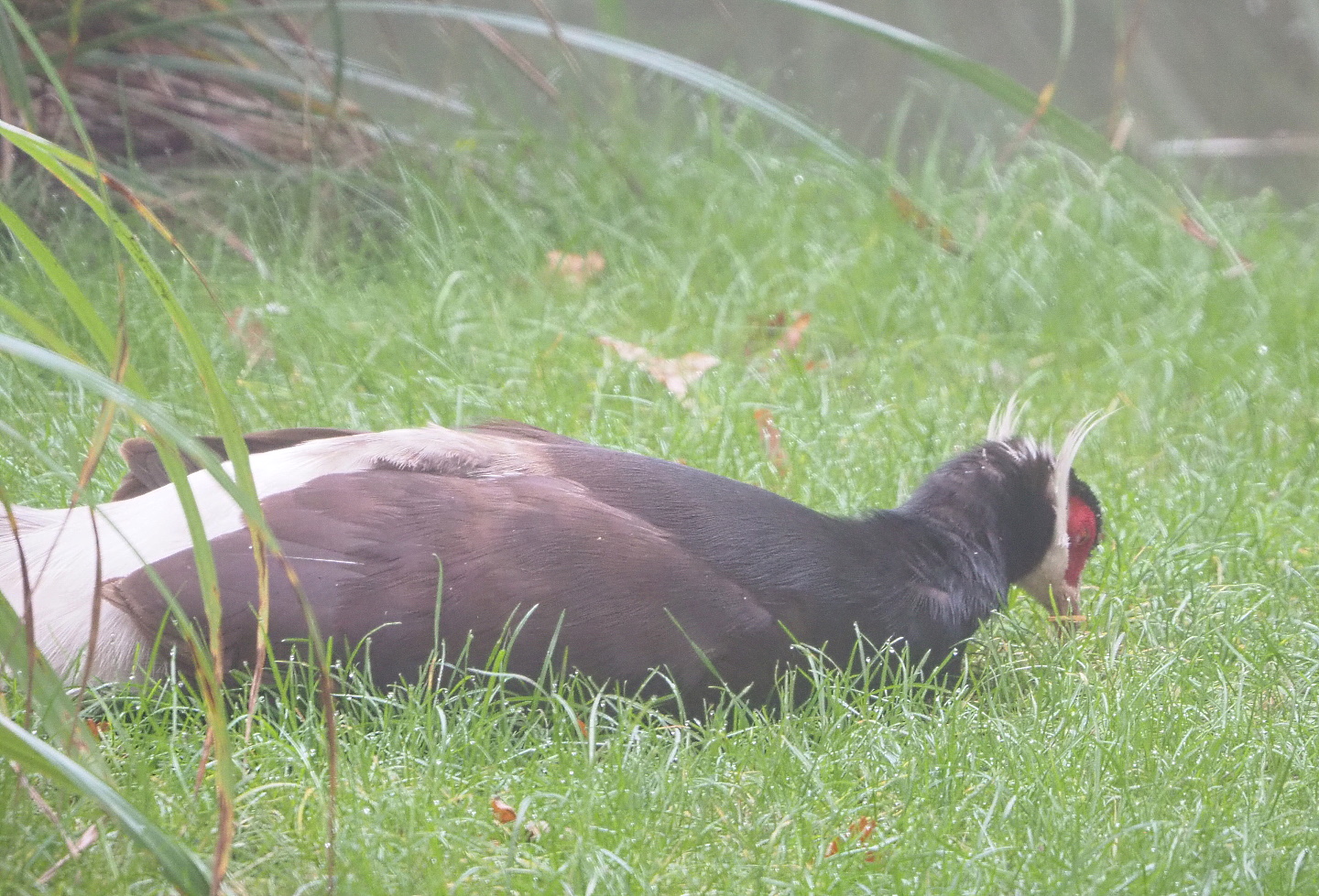 Brown eared pheasant (Crossoptilon mantchuricum), 2021-10-10
