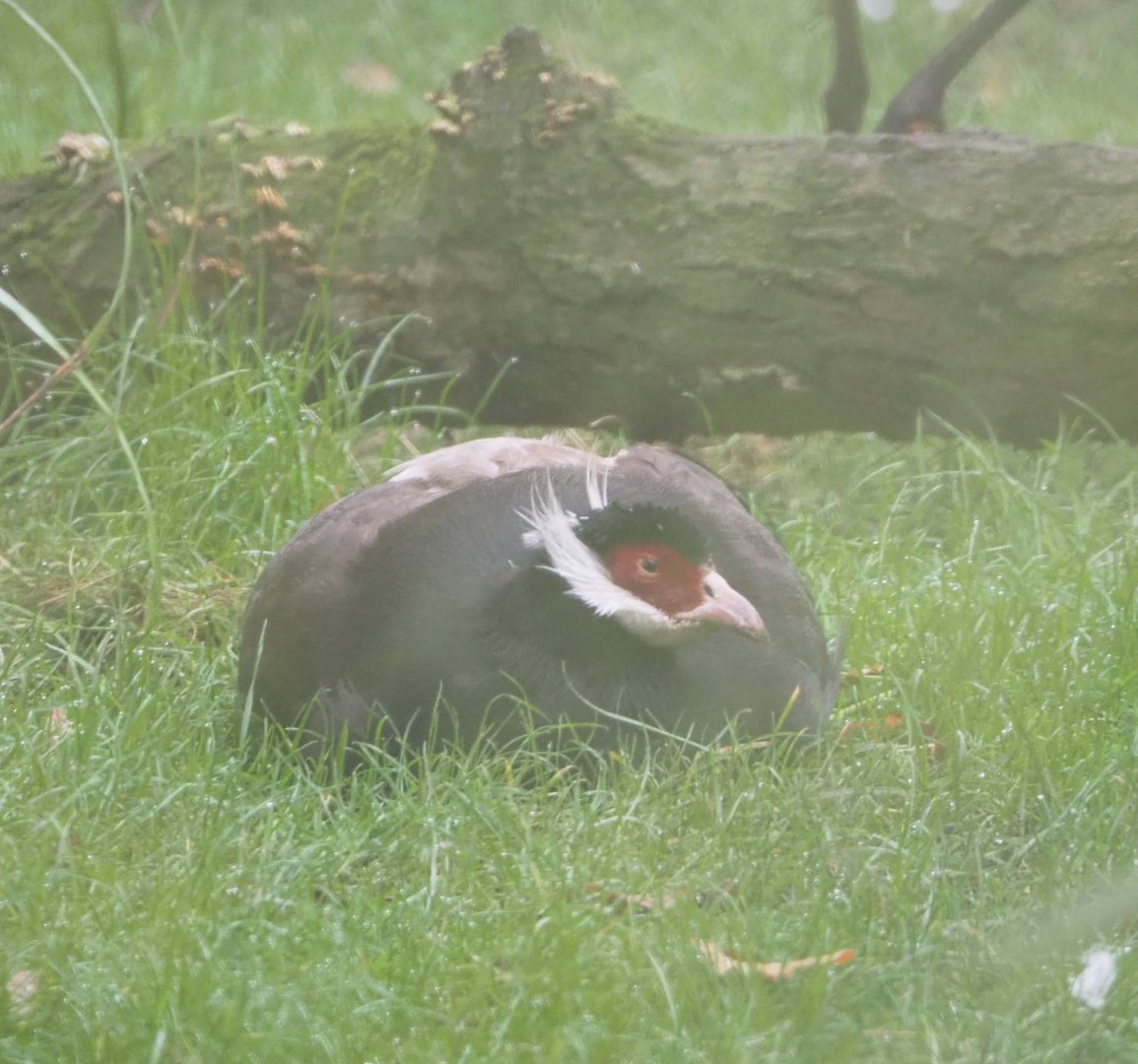 Brown eared pheasant (Crossoptilon mantchuricum), 2021-10-10