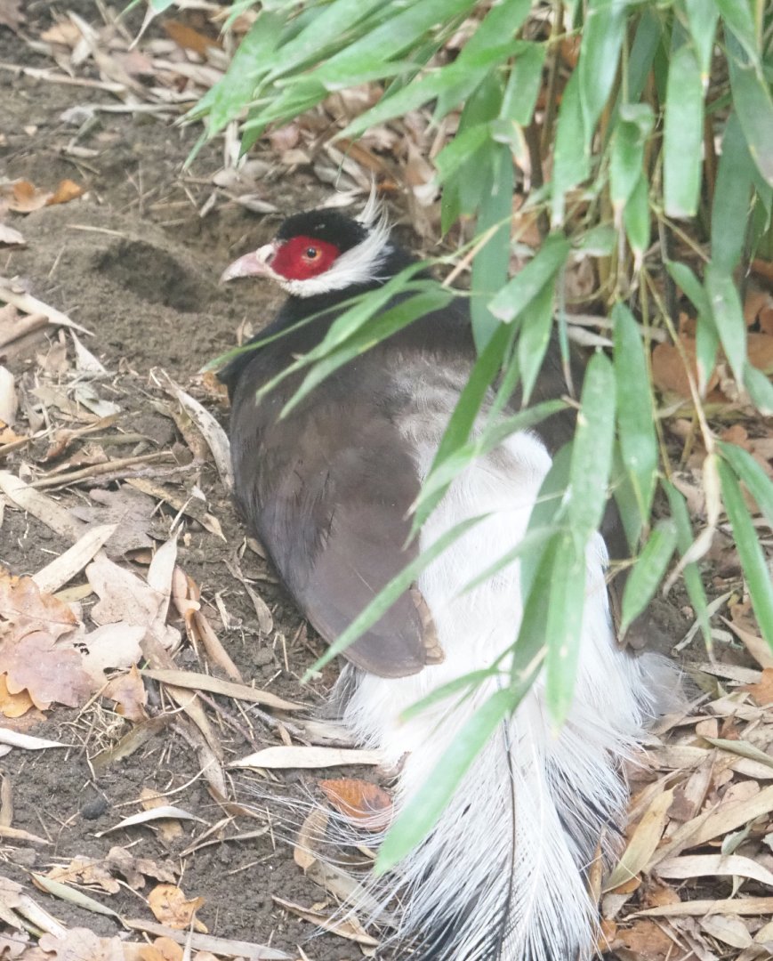 Brown eared-pheasant (Crossoptilon mantchuricum), 2021-11-06