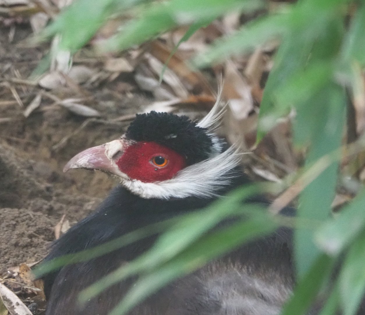Brown eared-pheasant (Crossoptilon mantchuricum)2021-11-06