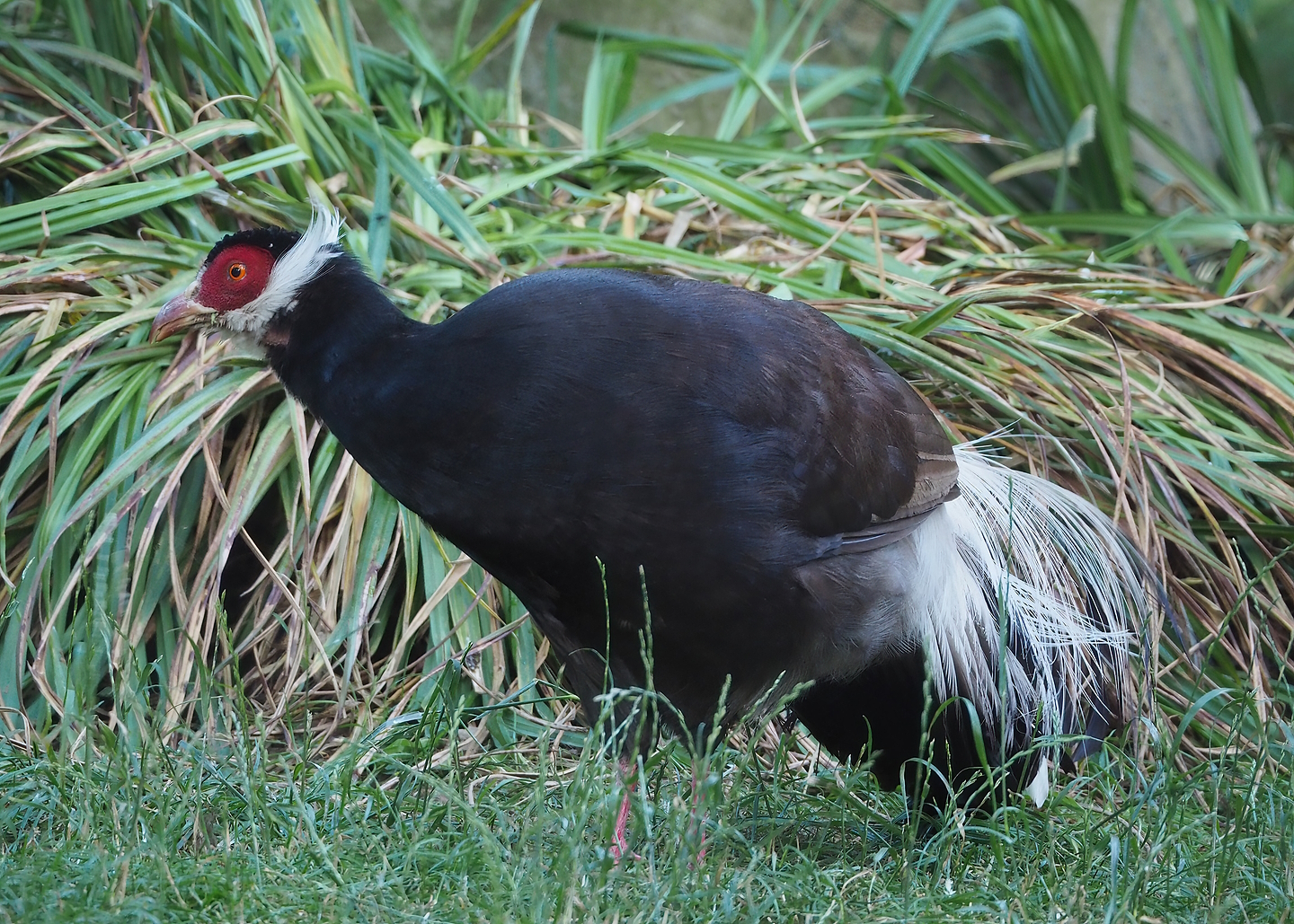 Brown eared pheasant (Crossoptilon mantchuricum), 2022-07-16