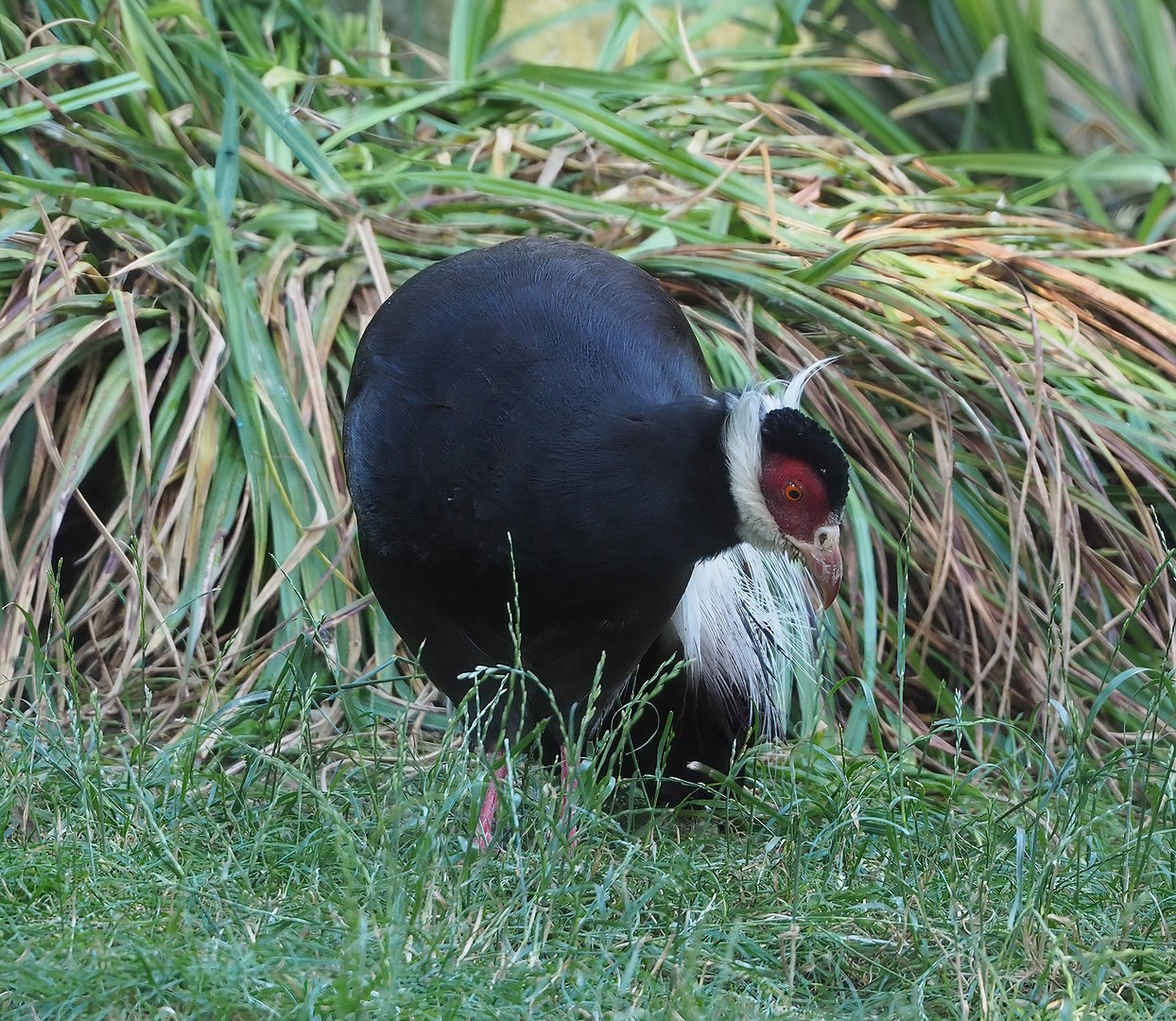 Brown eared pheasant (Crossoptilon mantchuricum), 2022-07-16