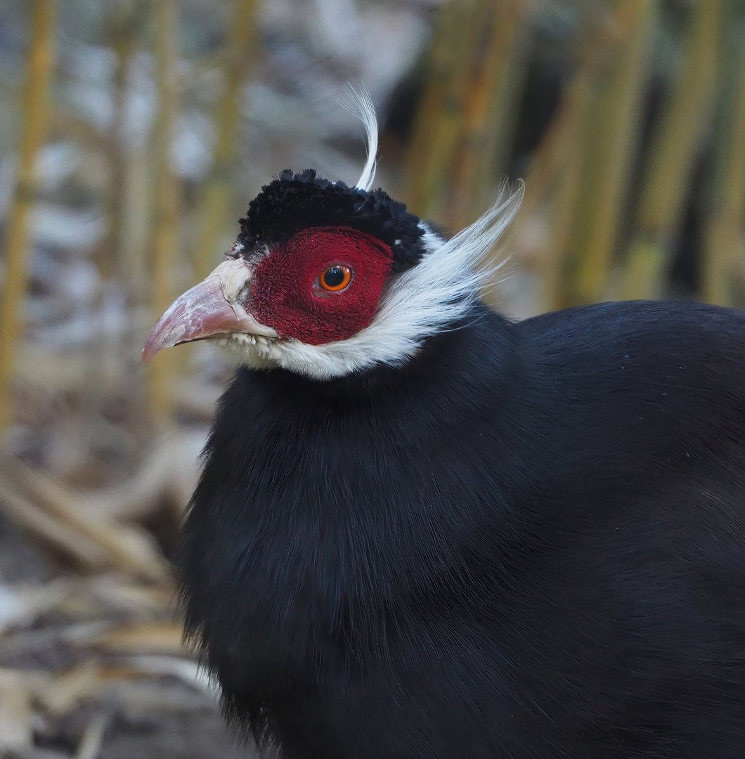 Brown eared pheasant (Crossoptilon mantchuricum), 2022-08-07