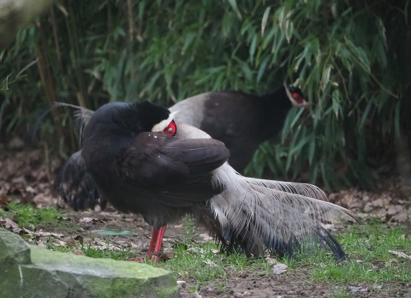 Brown eared pheasant (Crossoptilon mantchuricum), 2023-02-19