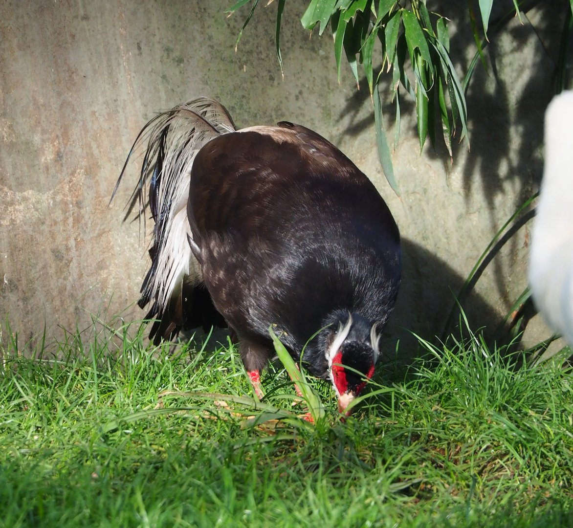 Brown eared pheasant (Crossoptilon mantchuricum), 2023-09-19
