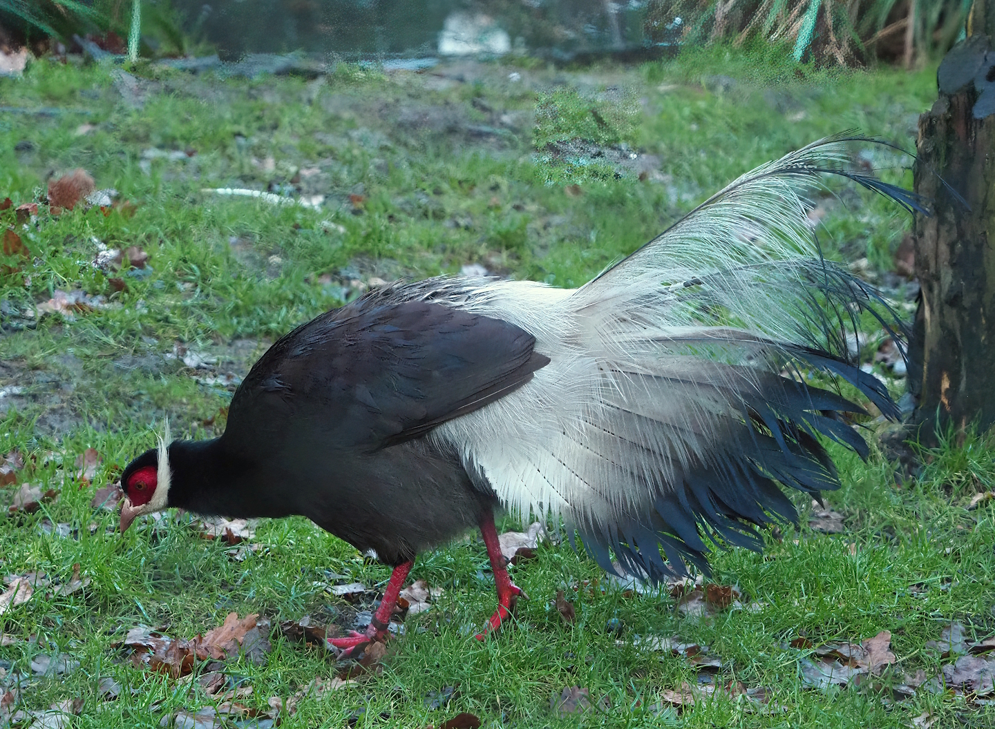 Brown eared pheasant (Crossoptilon mantchuricum), 2024-01-01