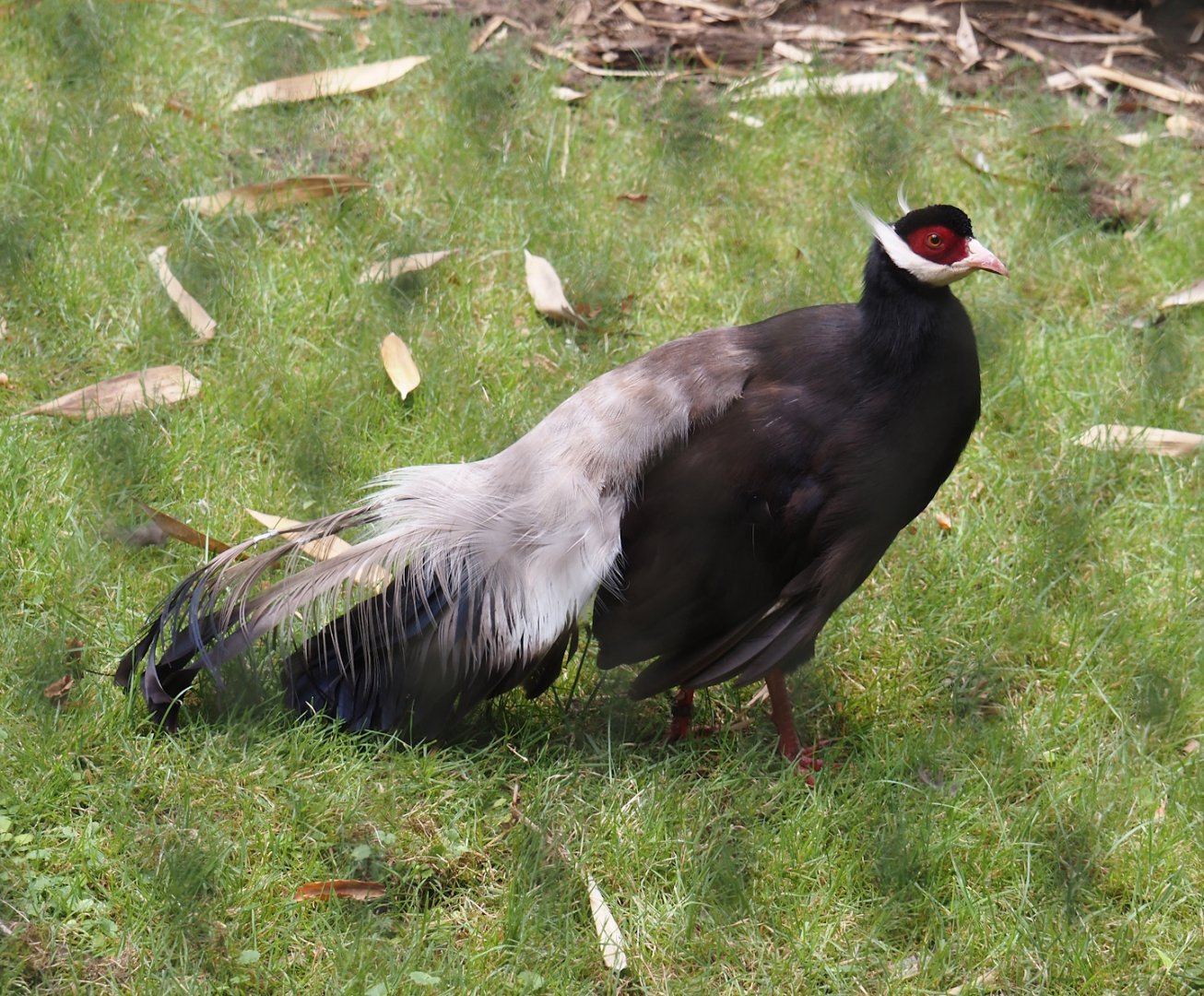 Brown eared pheasant (Crossoptilon mantchuricum), 2025-07-12