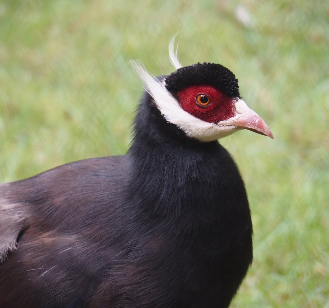 Brown eared pheasant (Crossoptilon mantchuricum), 2025-07-12