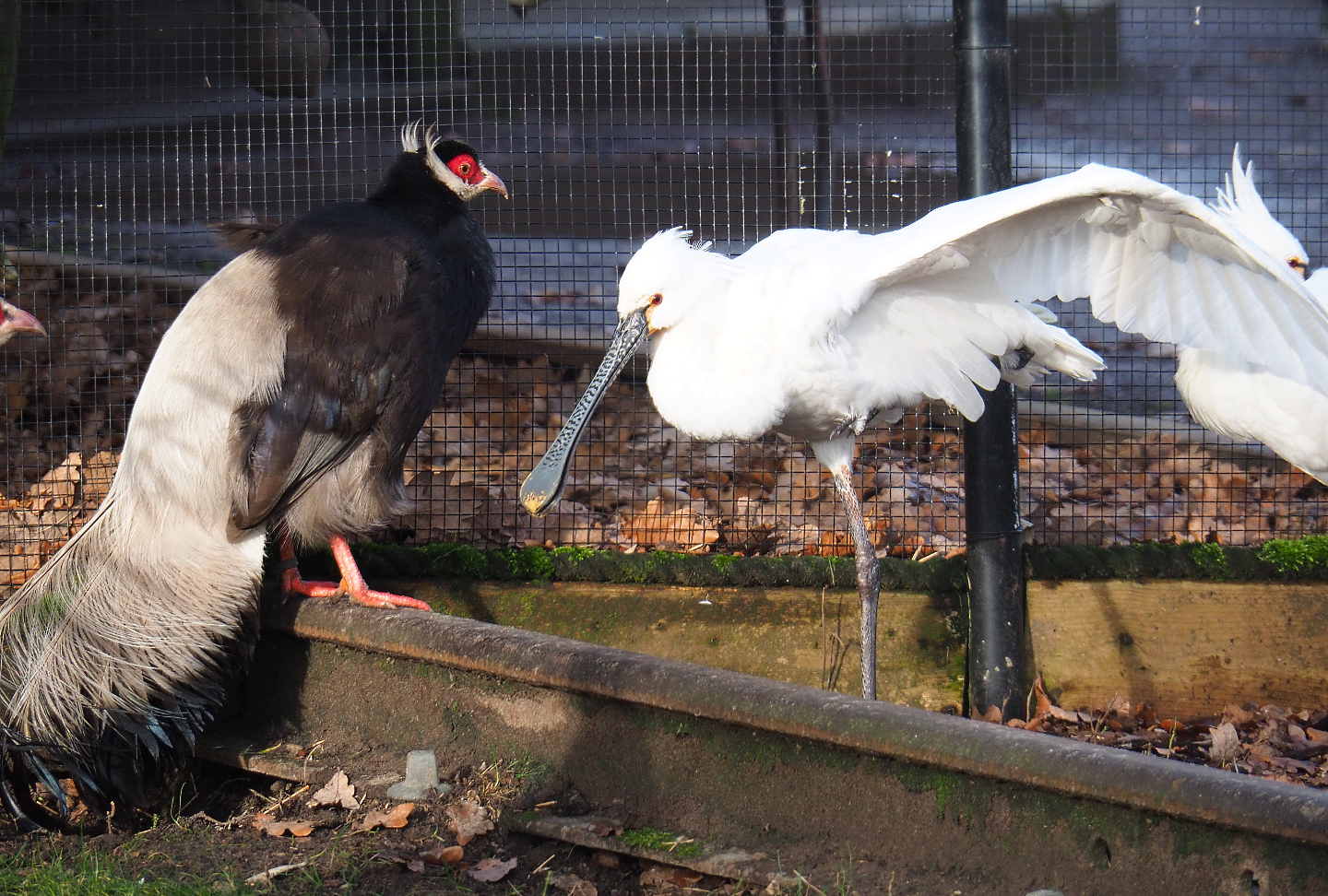 Brown eared pheasant (Crossoptilon mantchuricum) and Eurasian Spoonbill (Platalea leucorodia), 2020-01-11