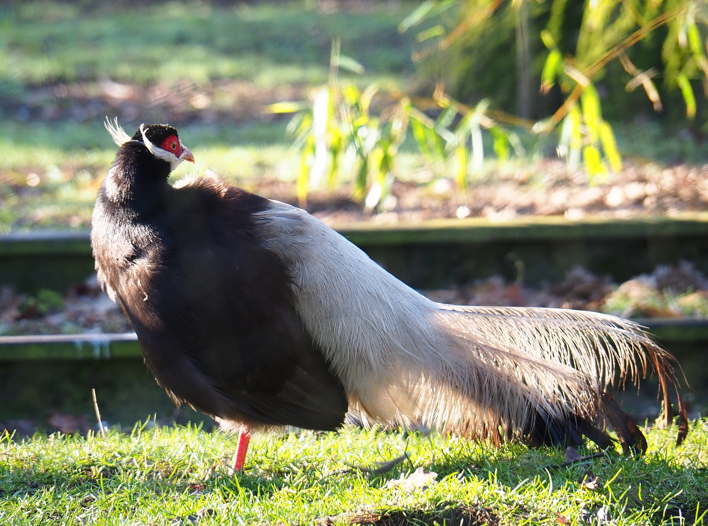 Brown eared pheasant (Crossoptilon mantchuricum), Feb 16th, 2019