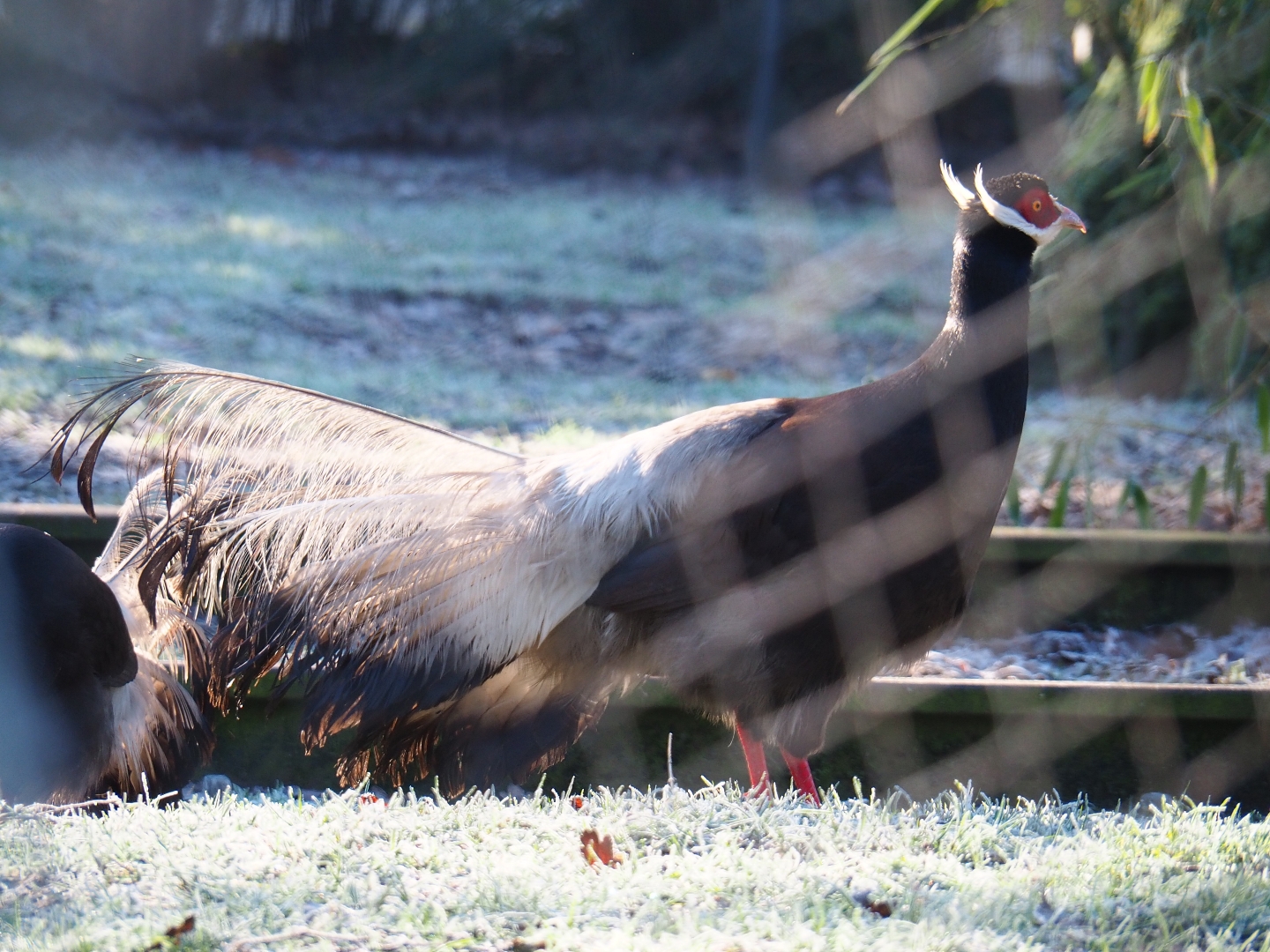 Brown eared pheasant (Crossoptilon mantchuricum), Jan 20th, 2019