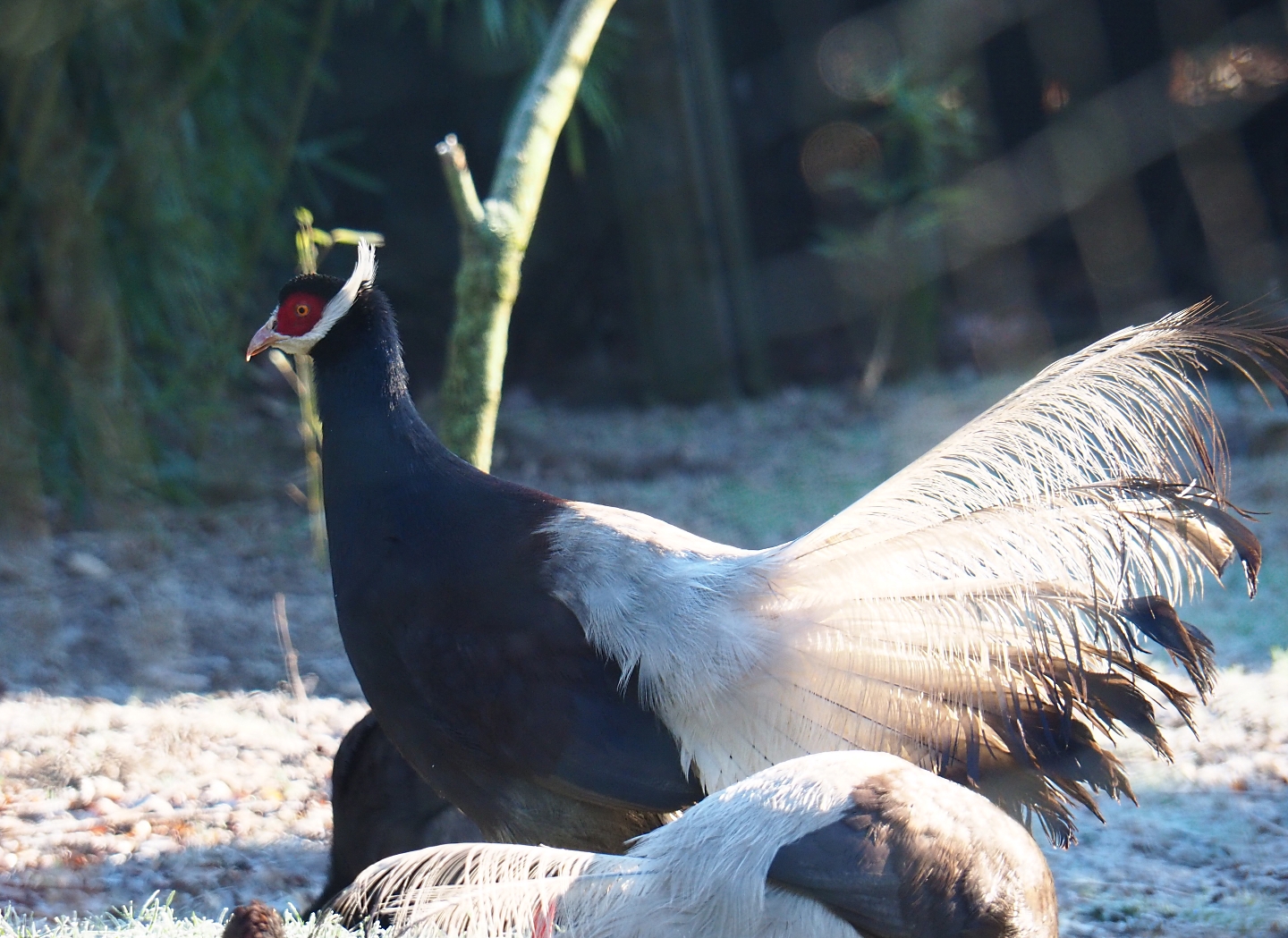 Brown eared pheasant (Crossoptilon mantchuricum), Jan 20th, 2019