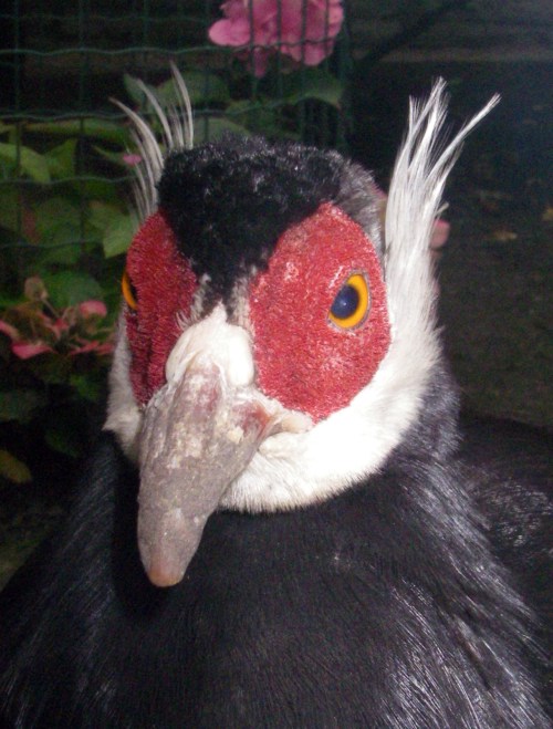 Brown Eared Pheasant (Crossoptilon mantchuricum)