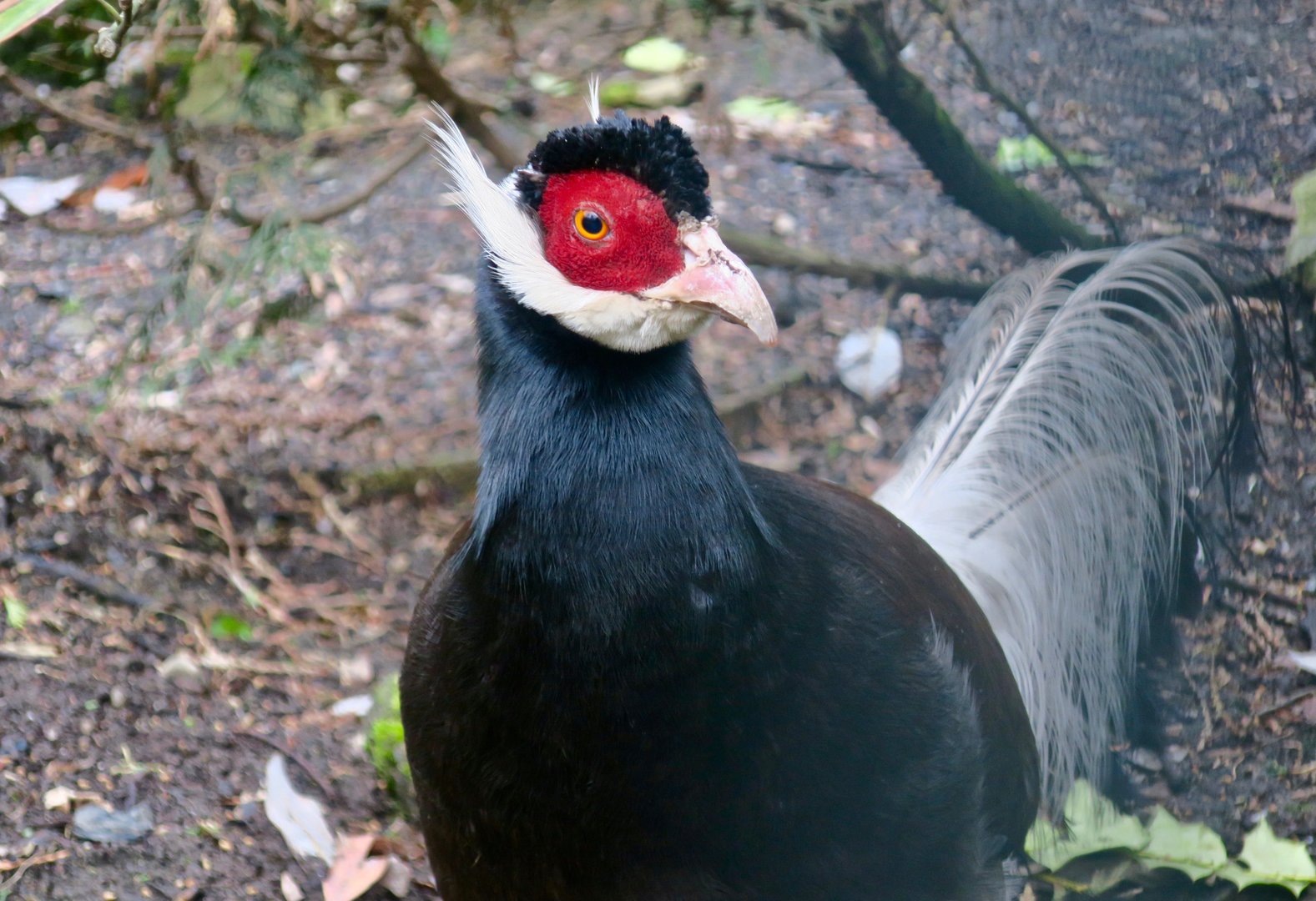 Brown Eared-Pheasant (Crossoptilon mantchuricum)