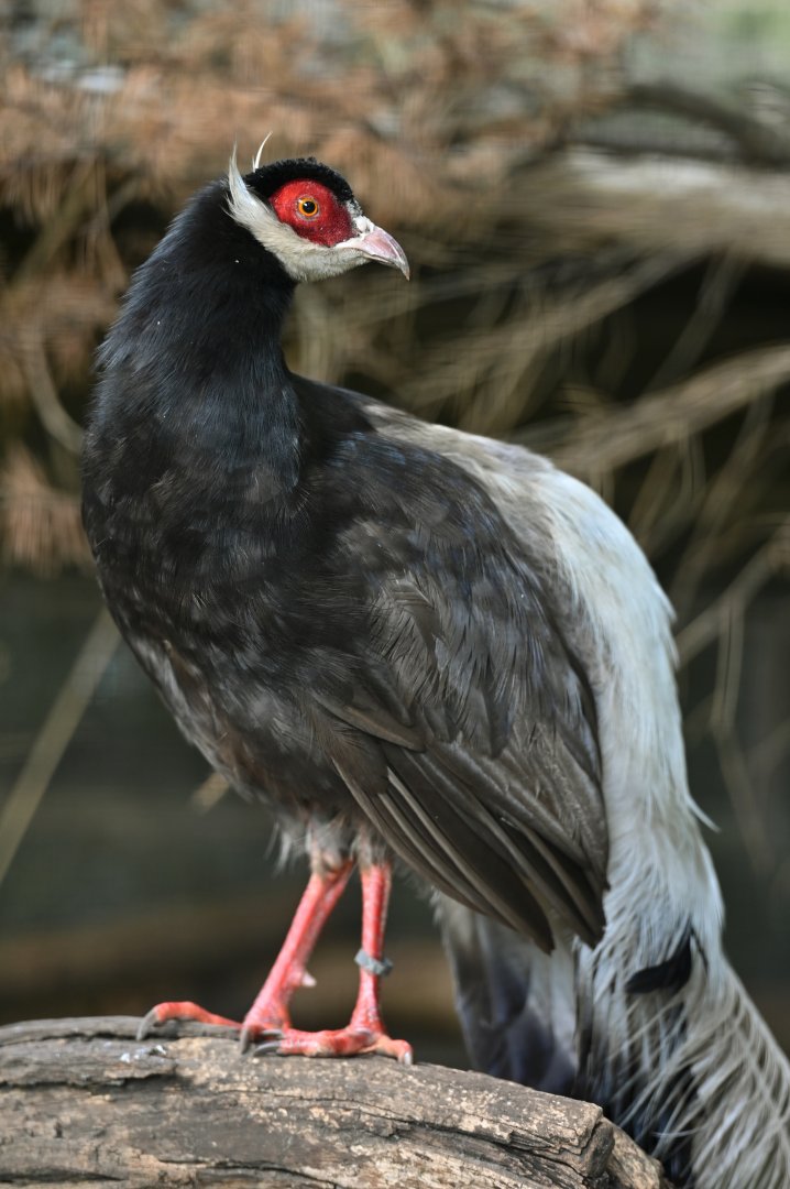 Brown Eared-Pheasant Crossoptilon mantchuricum