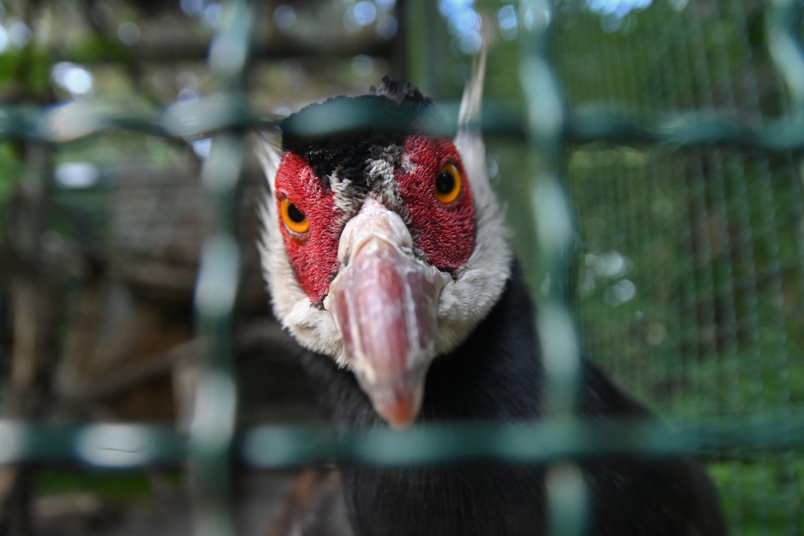 Brown Eared-Pheasant Crossoptilon mantchuricum