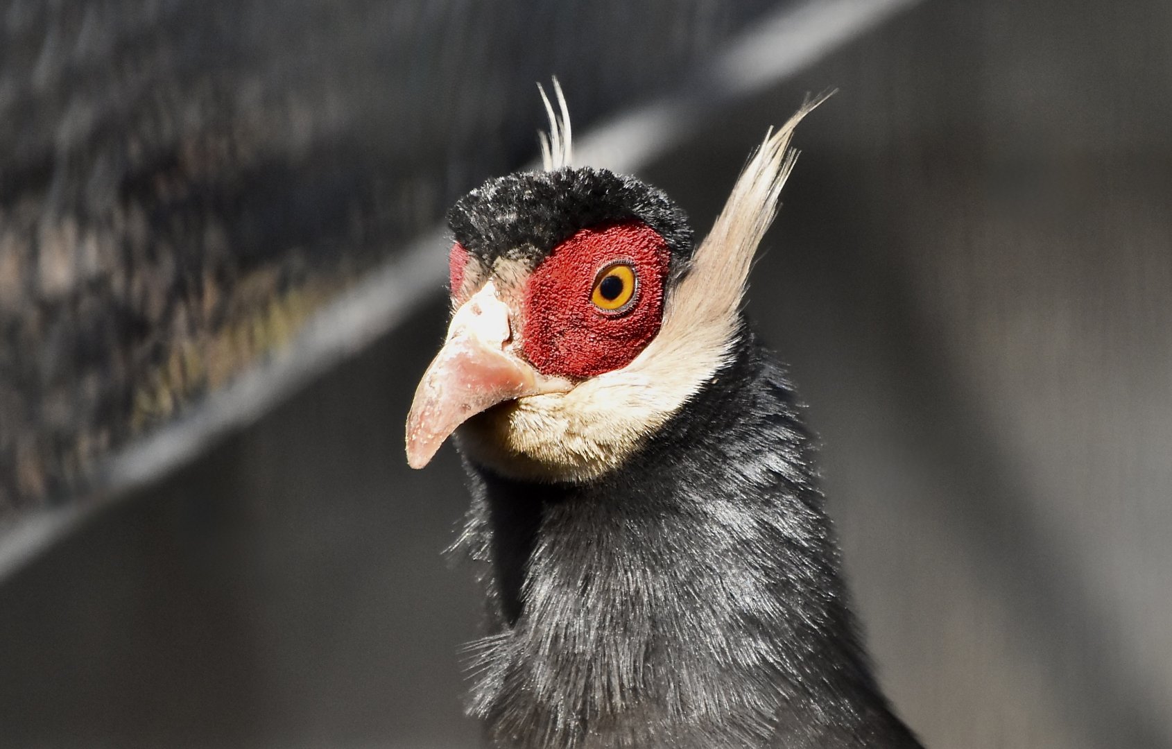 Brown Eared-Pheasant (Crossoptilon mantchuricum)