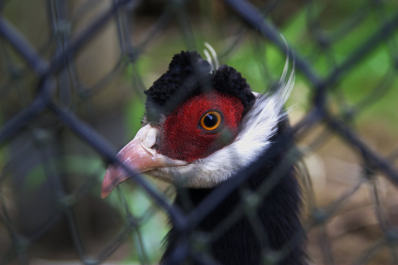 Brown-eared Pheasant (Crossoptilon mantchuricum)
