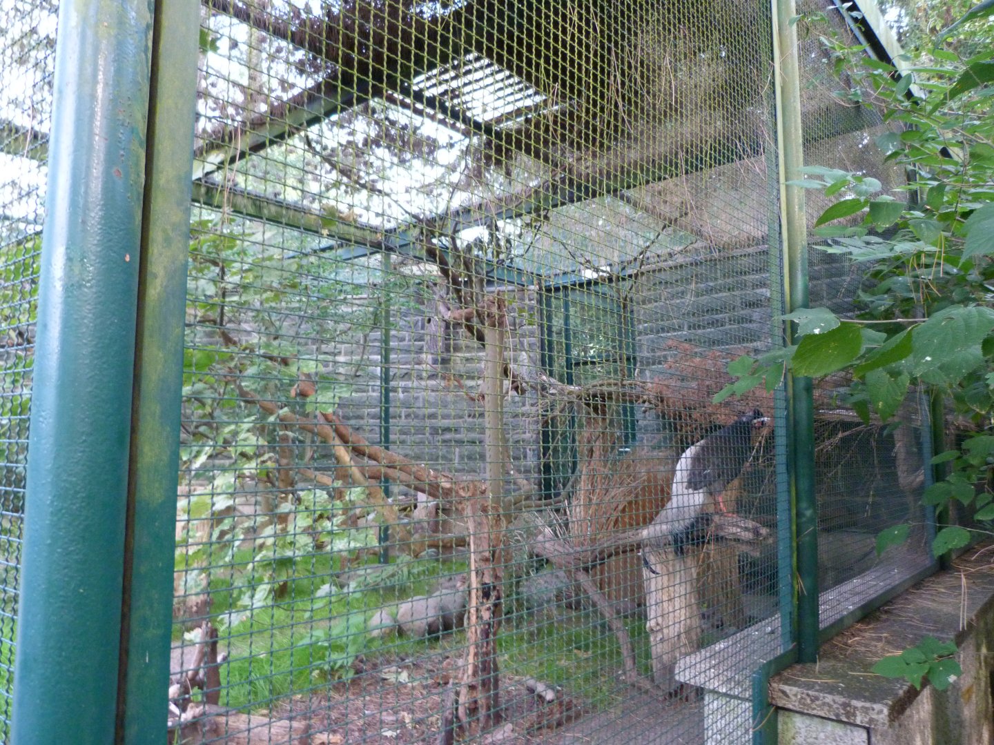 Brown-eared pheasant exhibit -Tierpark Berlin (2024)
