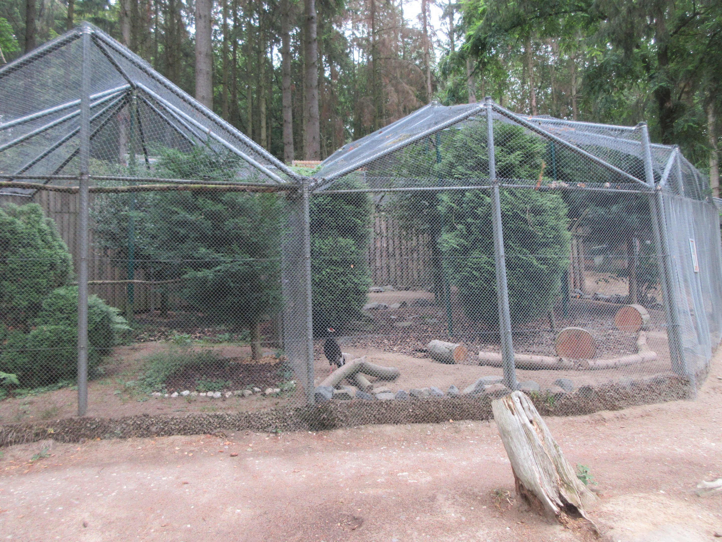 Brown-eared Pheasant Exhibit