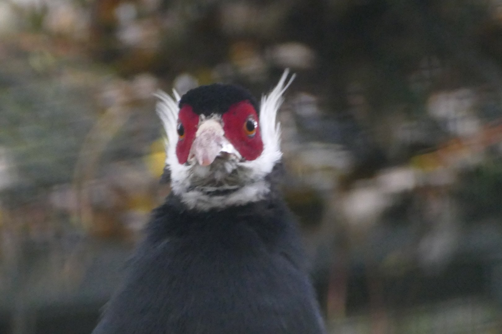 Brown-eared pheasant, October 2020