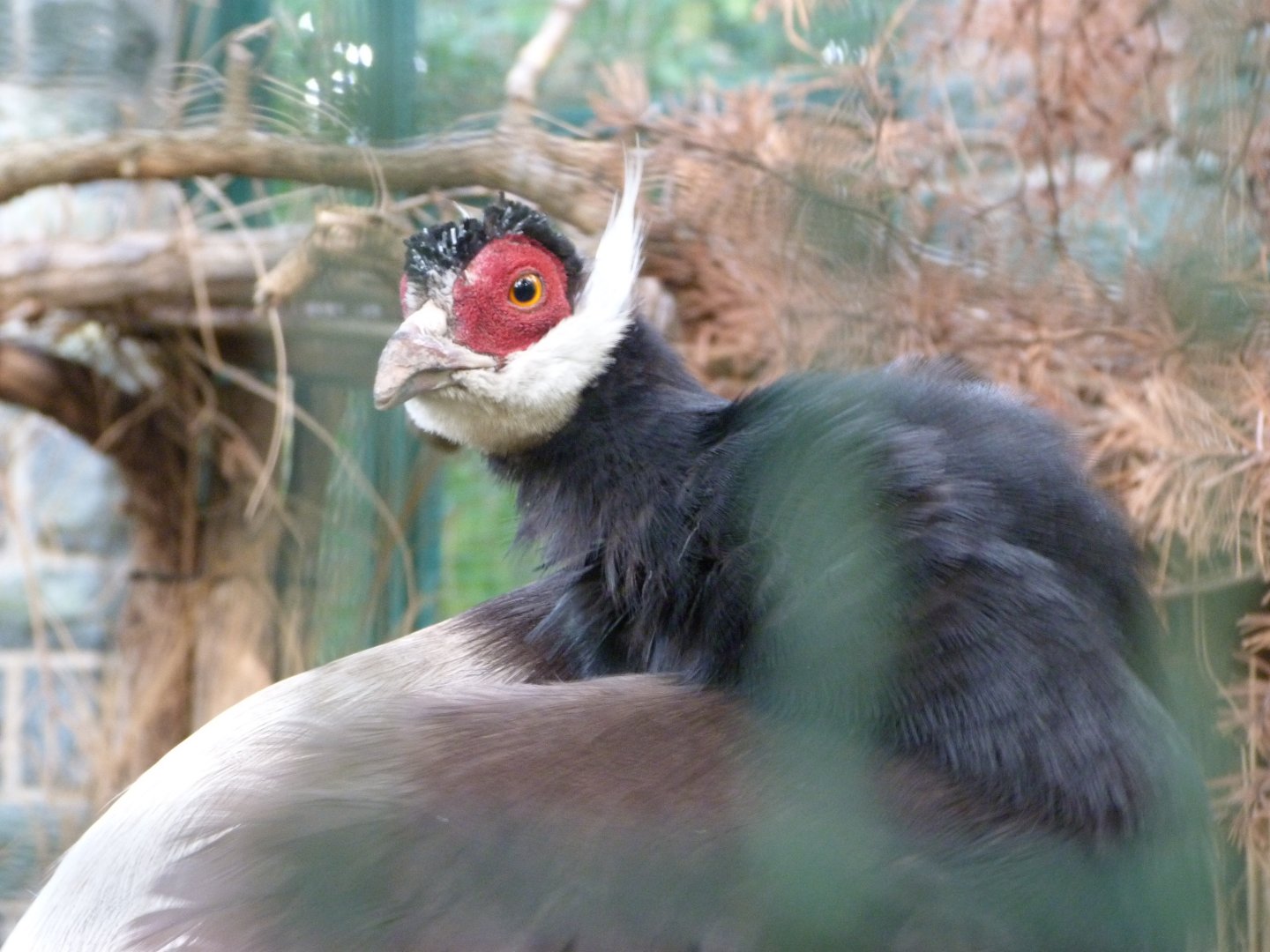 Brown-eared pheasant -Tierpark Berlin (2024)