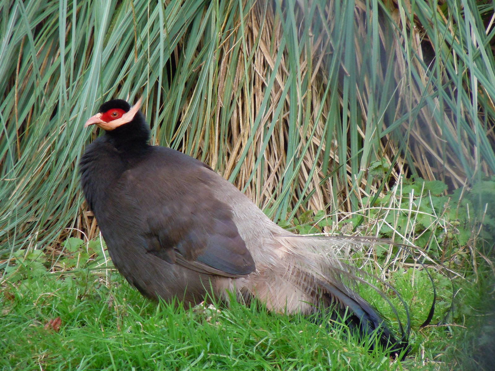 Brown-eared pheasant