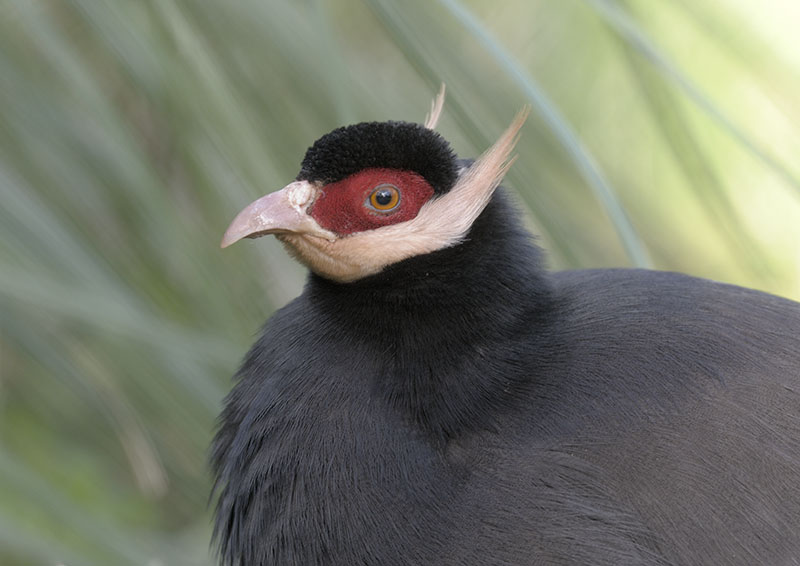 Brown eared pheasant