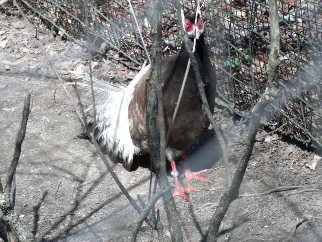 Brown Eared-Pheasant