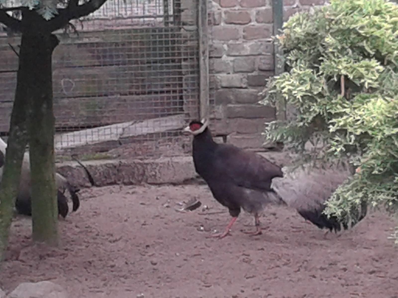 Brown eared pheasant