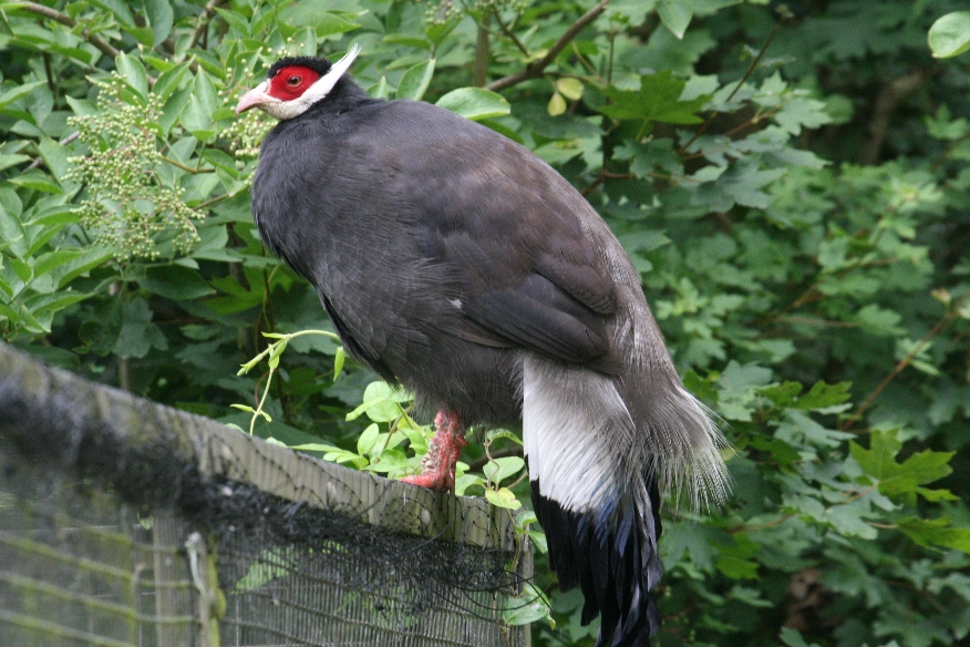 Brown eared pheasant