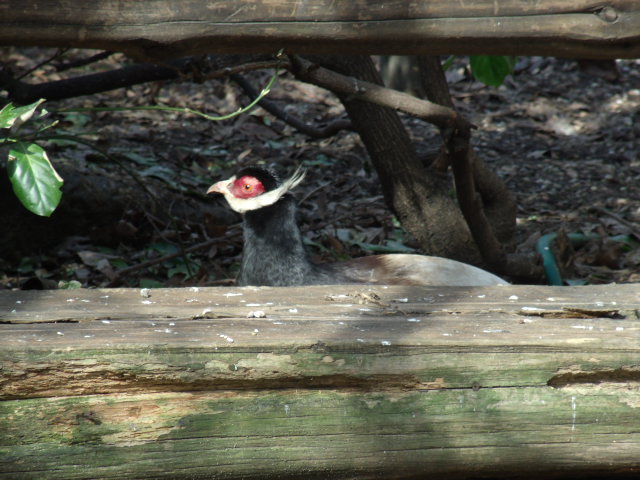 Brown Eared-Pheasant