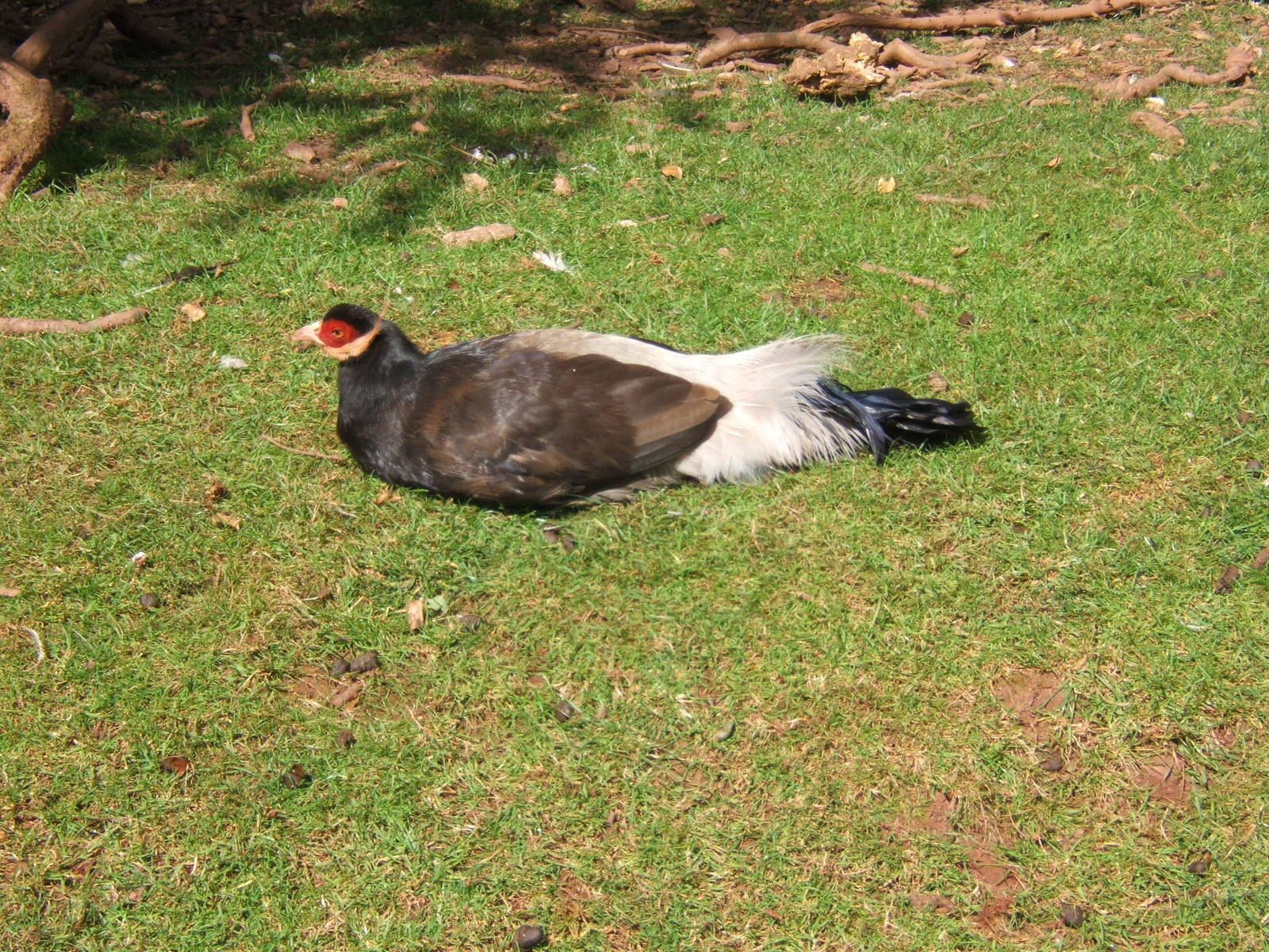 Brown-eared Pheasant