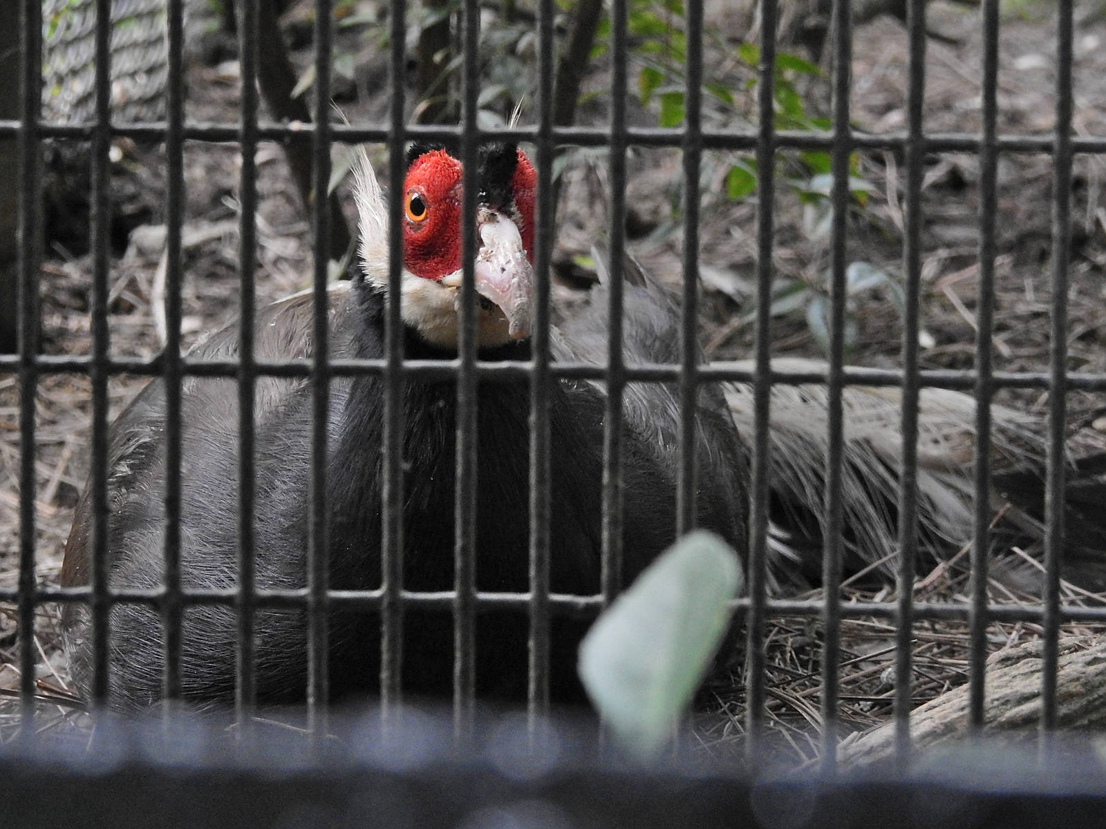 Brown Eared Pheasant