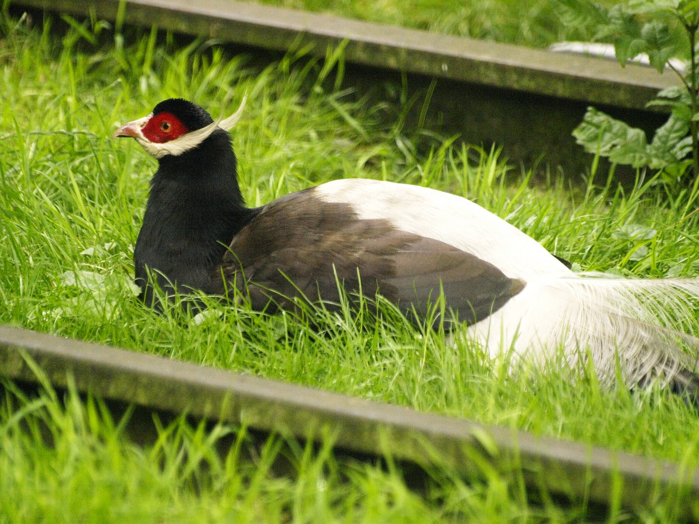 Brown eared-pheasant