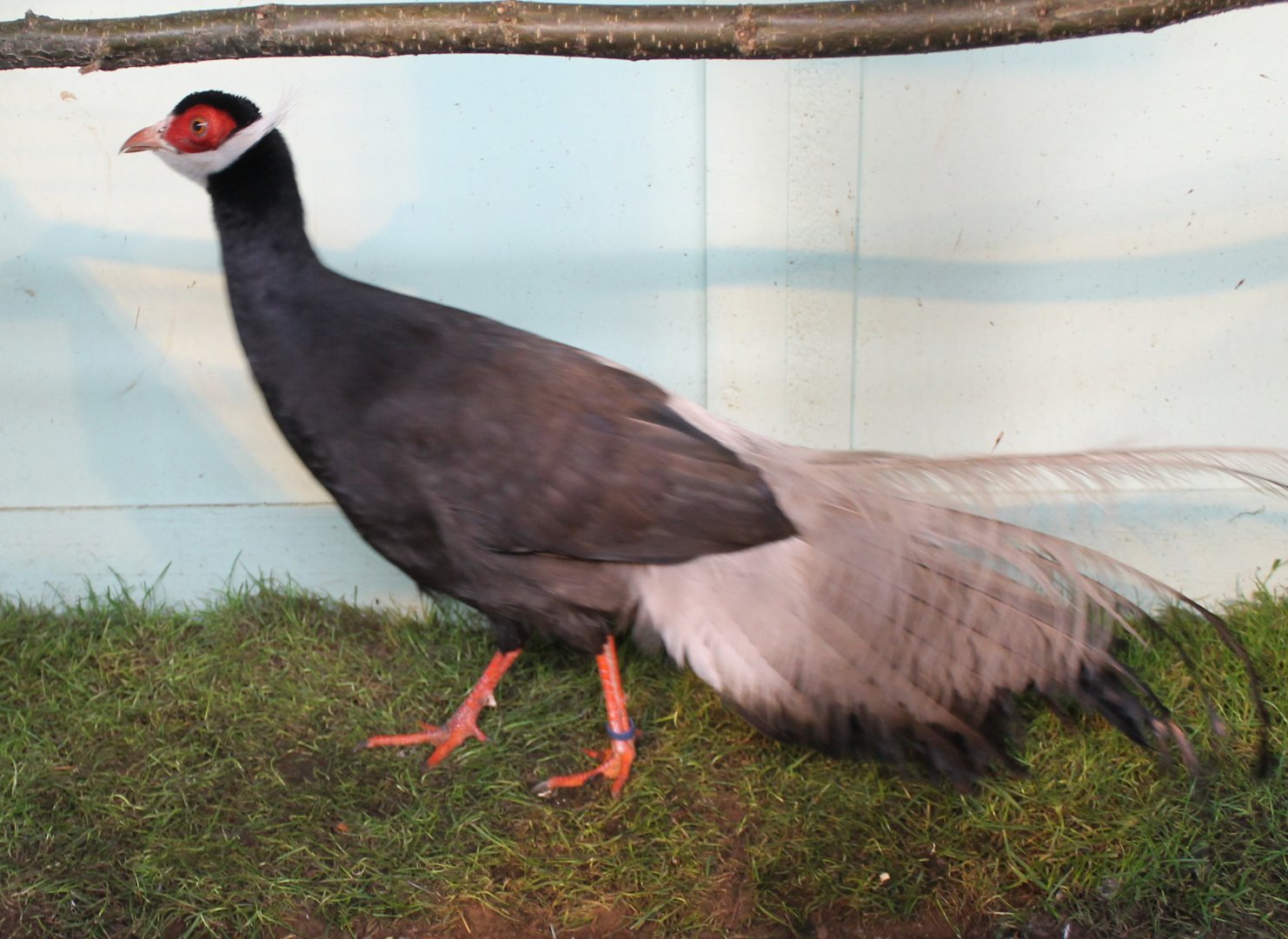 Brown eared pheasant
