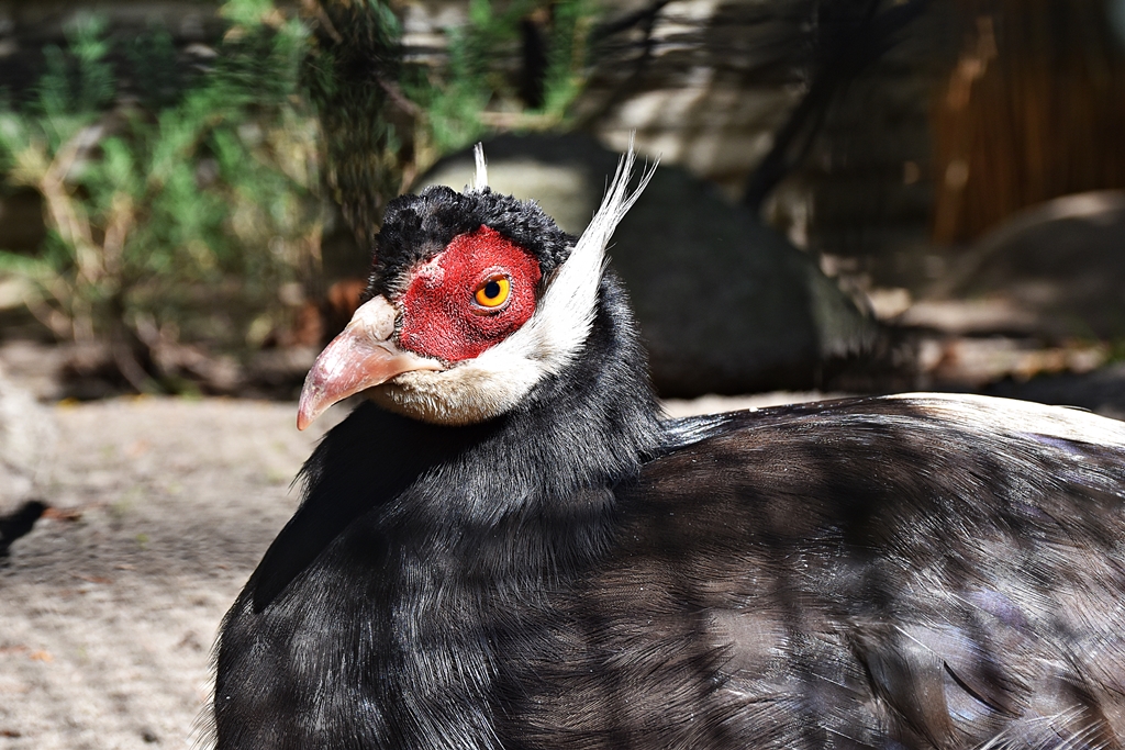 Brown eared pheasant