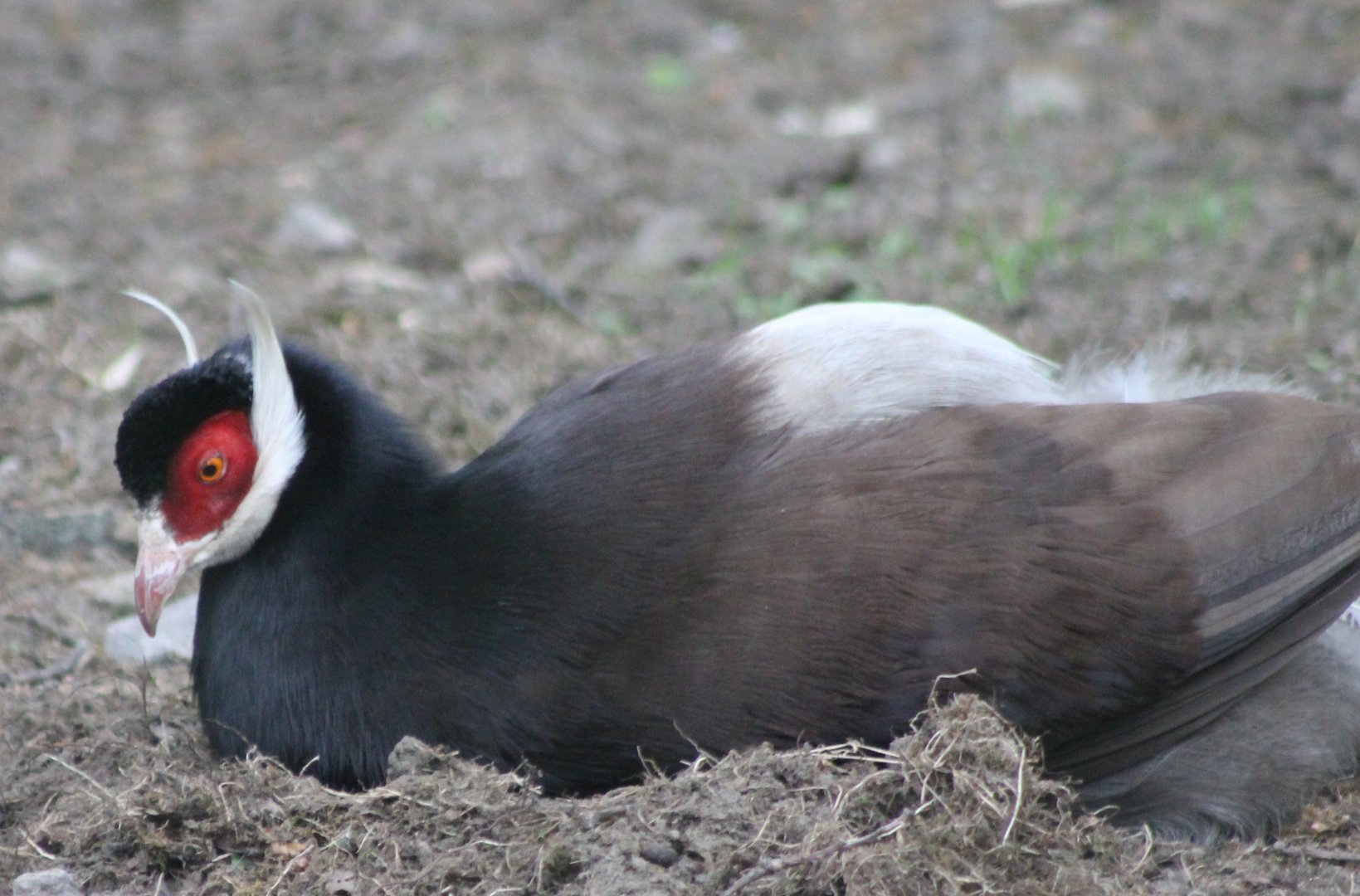 Brown eared pheasant