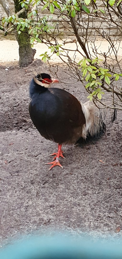 brown eared pheasant