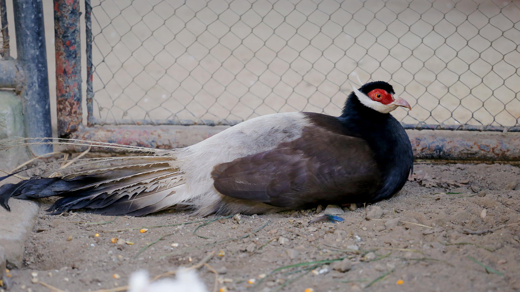 Brown eared pheasant